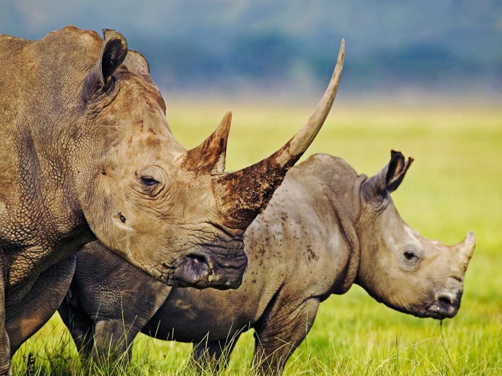 http://www.animalphoto.tk/rhinoceros-photos.html