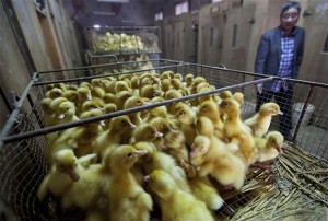 china bird flu